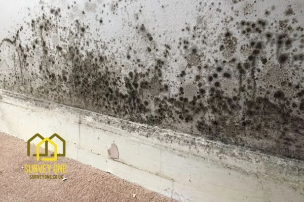 What’s the First Step to Take When You Notice Damp on a Party Wall Birmingham?